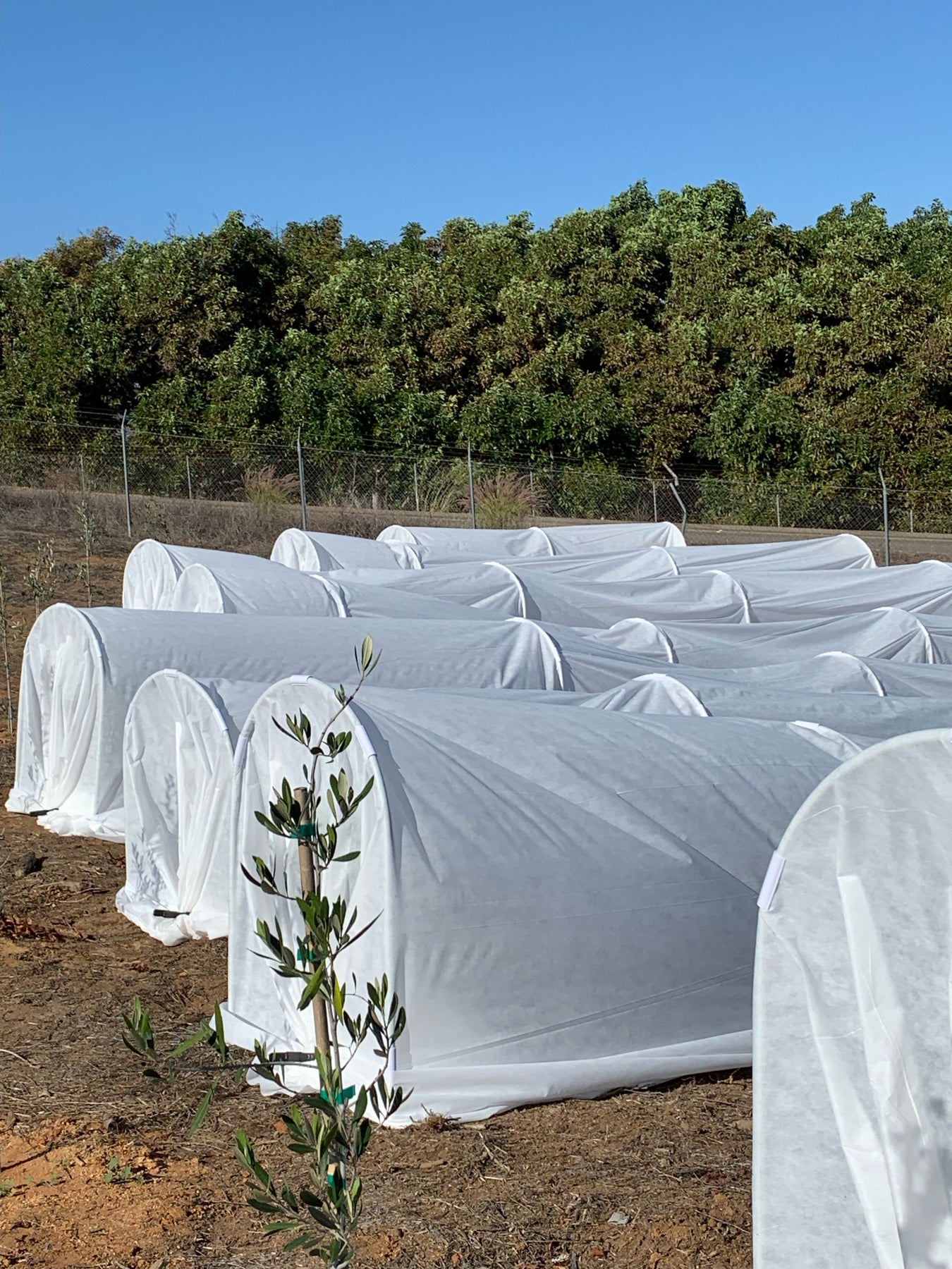 Agribon Row Covers Frost & Insect Protection - Tarps America