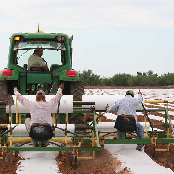 Agribon AG-70 Frost Protection Floating Row Cover