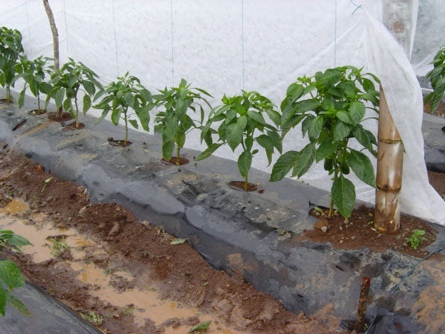 Agribon AG-70 Frost Protection Floating Row Cover