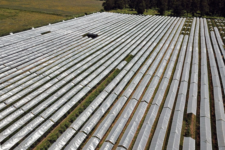 Agriculture Tarps