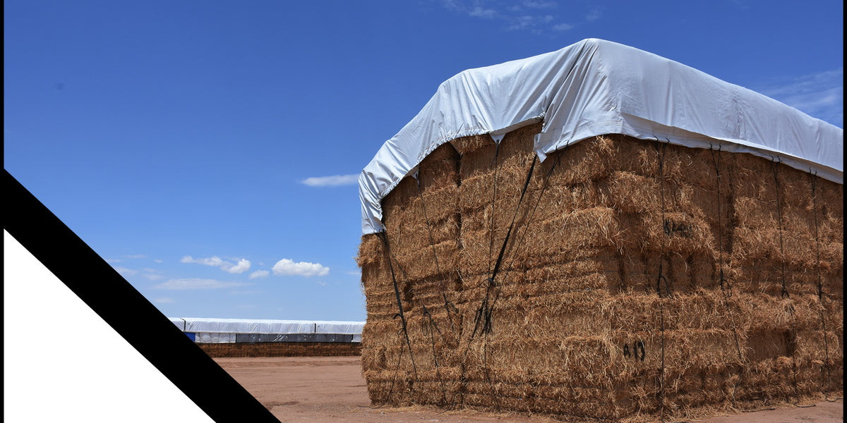 halti tarp Hay Cover with Hand Straps, 12 mil Black/White Medium Duty Poly Farbe:Gold, Hell Wilier Cycling Club Jersey Page 29 sil/sil 2500MM treatment Weight